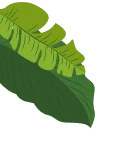 shape